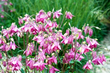 stauder frø akeleie stauder frø akeleie